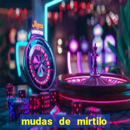 mudas de mirtilo em porto alegre